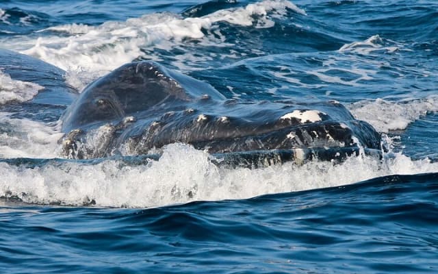 Observation des baleines en bateau rapide avec panier-repas à Puerto Vallarta photo 11