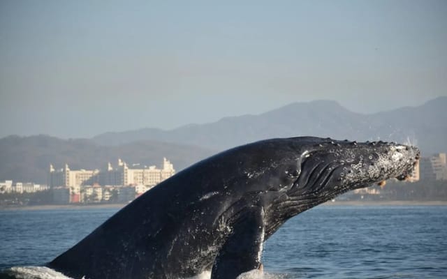 Observation des baleines en bateau rapide avec panier-repas à Puerto Vallarta photo 4