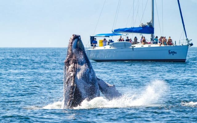 Puerto Vallarta : voilier de luxe avec snorkeling, bar ouvert et déjeuner photo 14