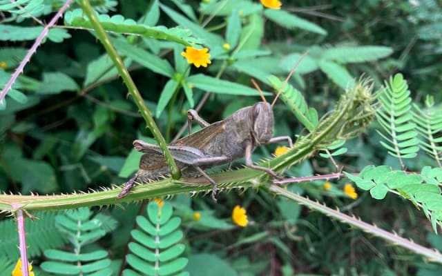 Caminata a Monkey Mountain photo 14