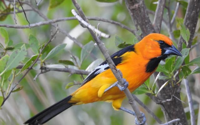 Birdwatching around Merida and coastline photo 9
