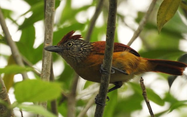 Birdwatching around Merida and coastline photo 10
