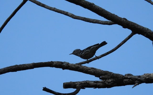 Birdwatching around Merida and coastline photo 11