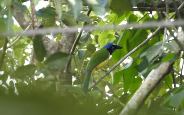 Birdwatching around Merida and coastline photo 12