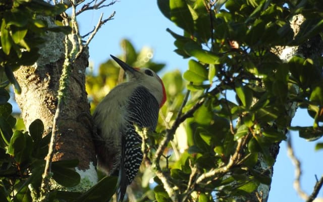 Birdwatching around Merida and coastline photo 13
