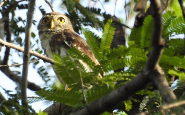 Birdwatching around Merida and coastline photo 14