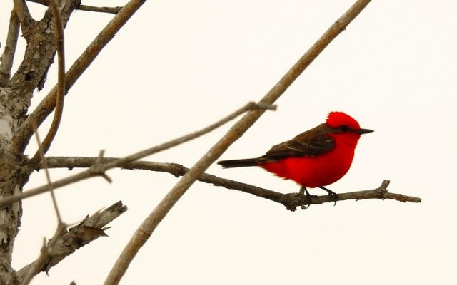 Birdwatching around Merida and coastline photo 15