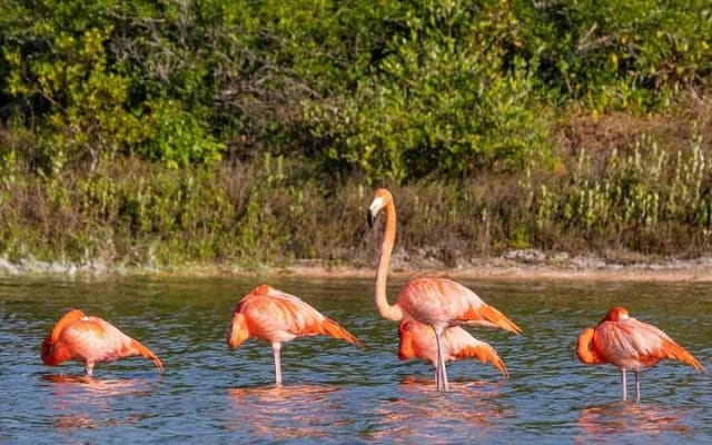 Sisal Mangroves Tour with Beach Visit and Local Experience photo 3