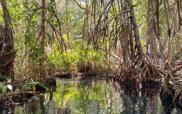 Sisal Mangroves Tour with Beach Visit and Local Experience photo 5