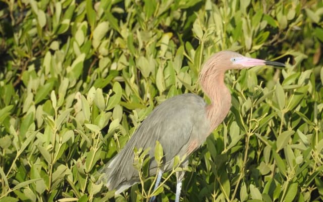 Holbox 3 Island Group Tour photo 7