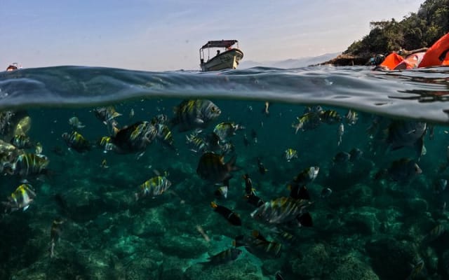 Puerto Vallarta: tour de snorkel con peces tropicales y tirolesa photo 10