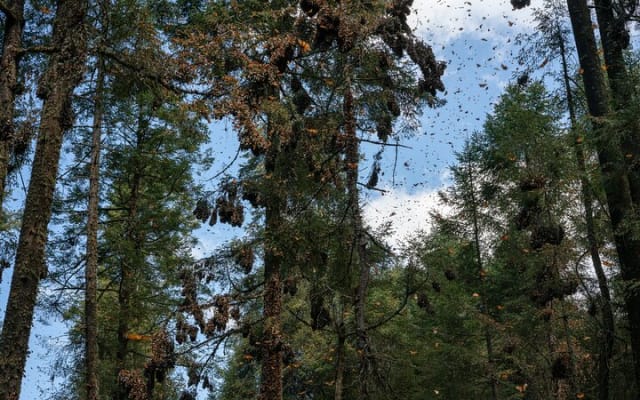 From Mexico City: Valle de Bravo & Butterfly Sanctuary photo 8