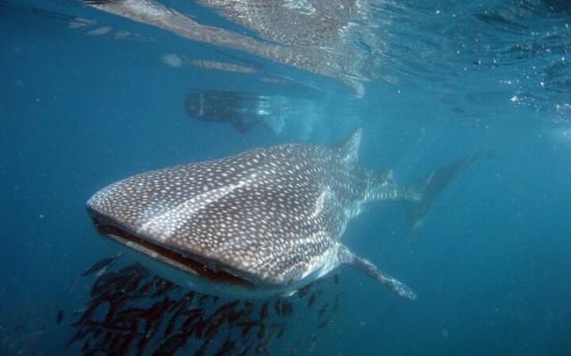 Swim with the giant of the sea The whale shark