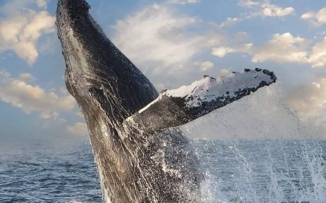 Puerto Vallarta Whale Watching Tour