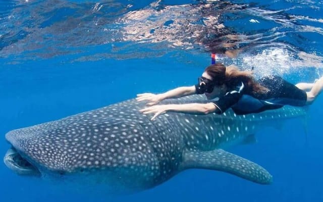 Whale Shark Snorkeling Tour in La Paz