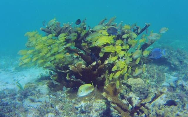 Reef Snorkel and Cenote Experience photo 2