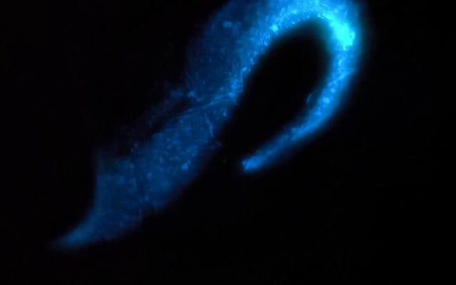 Bioluminescence Experience in Holbox photo 12