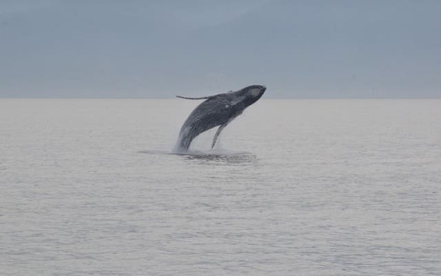 Observación de ballenas con biólogo a bordo photo 3