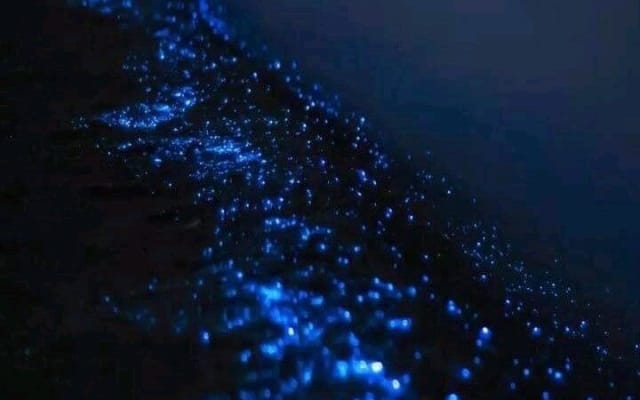 Bioluminescence et coucher de soleil en bateau vers Los Arcos de Mismaloya photo 4