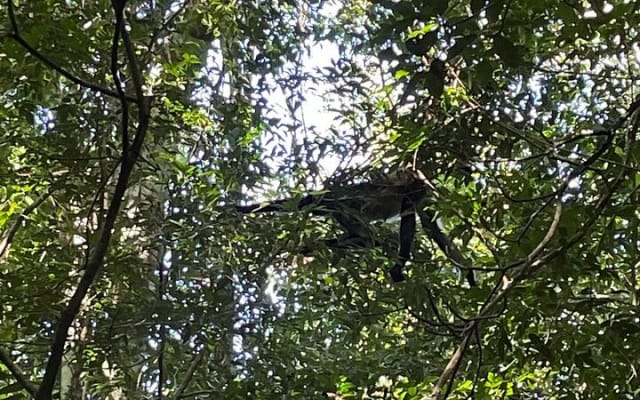 Cobá Archaeological Site, Monkey Habitat + Lunch Private SUV Tour photo 10