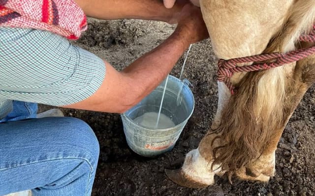 Puerto Vallarta Cowboy for a Day: Ranch Life Experience photo 13