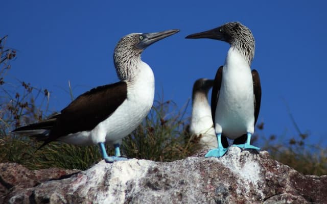 Private Marietas Islands Seabird Watching Tour