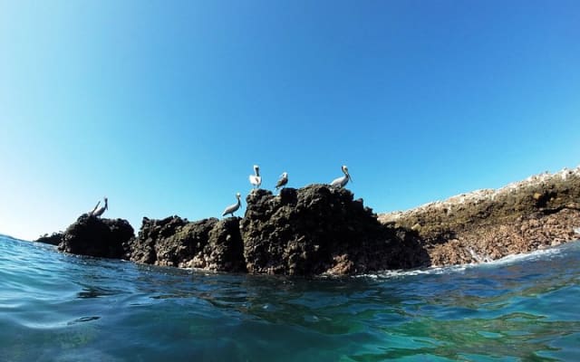 Private Marietas Islands Seabird Watching Tour photo 2