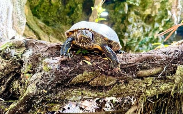 Cenote and Swimming with Turtles Private Tour in Akumal photo 14