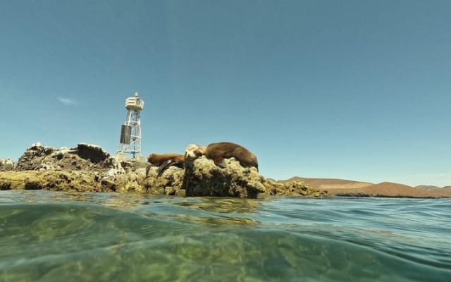 Experiencia en catamarán a La Paz y Playa Balandra desde Los Cabos photo 11