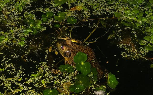 Night experience in the Valle de Bravo forest photo 2