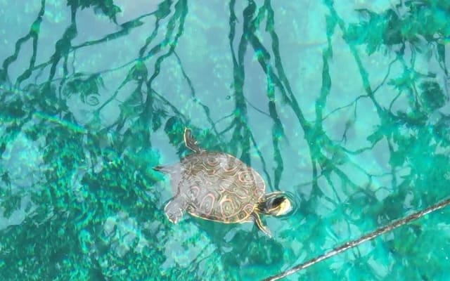 Experience at Cenote Zemway in Tulum photo 8