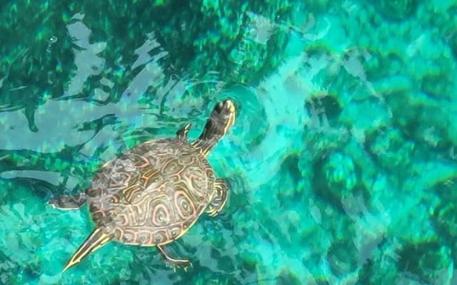 Experience at Cenote Zemway in Tulum photo 5