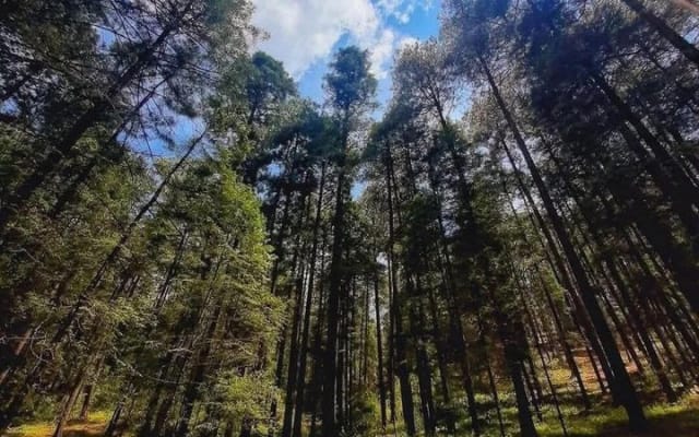 Monarch Butterfly Sanctuary and Valle de Bravo Day Tour photo 4