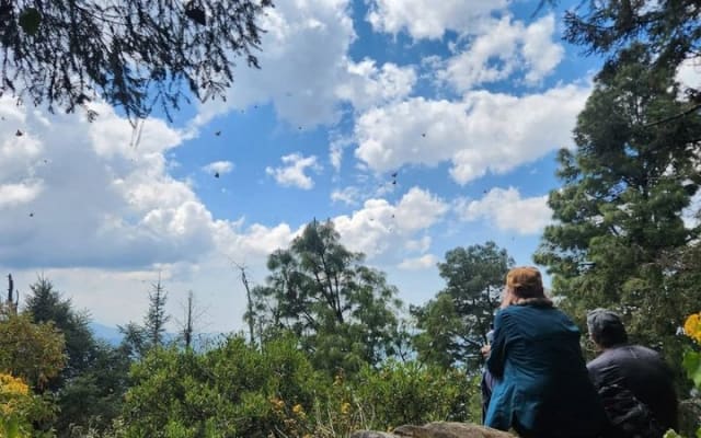 Monarch Butterfly Sanctuary and Valle de Bravo Day Tour photo 15