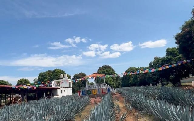 2 Days Tequila Road Trip from Puerto Vallarta photo 4