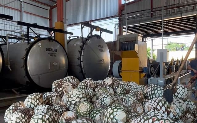 2 Days Tequila Road Trip from Puerto Vallarta photo 6