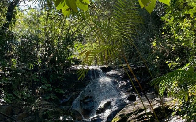 Explore the Jungle by off-road vehicle photo 3