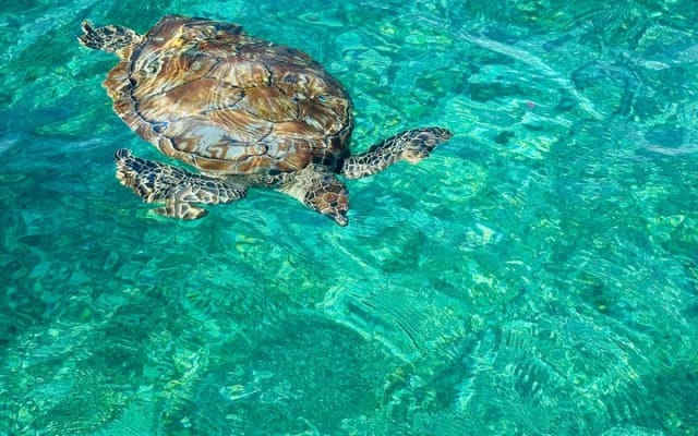 The secret of Caleta Tankah the Tulum reef and the hidden cove photo 8