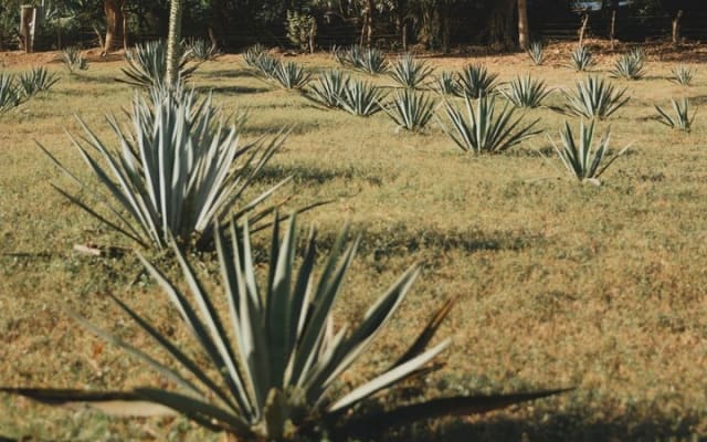 Cachasol Tequila Tasting Experience photo 11