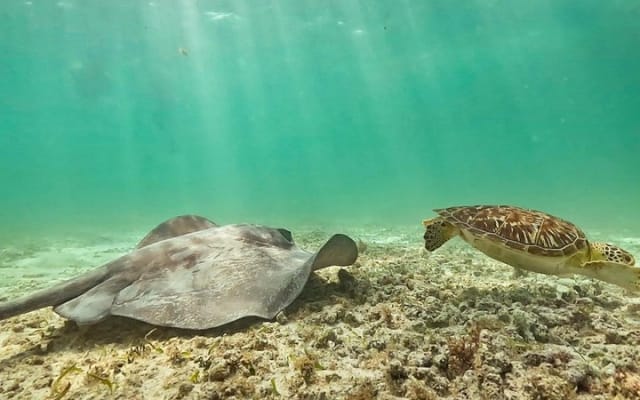 Discover Tulum from the Sea and Swim with Turtles photo 3