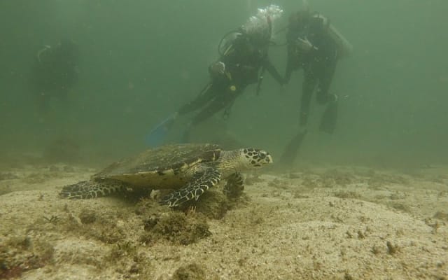 Buceo en grupo pequeño en Los Arcos desde Sayulita photo 14