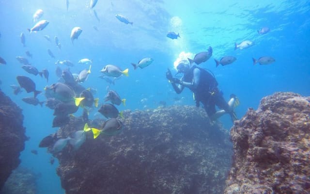 Buceo en grupo pequeño en Los Arcos desde Sayulita photo 9