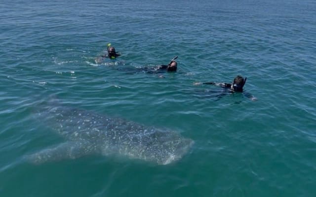 Swim with the whale shark in La Paz, Mexico