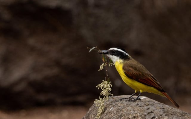 Aves de Vallarta: experiencia de naturaleza guiada por un biólogo photo 2