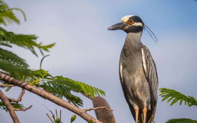 Aves de Vallarta: experiencia de naturaleza guiada por un biólogo photo 3