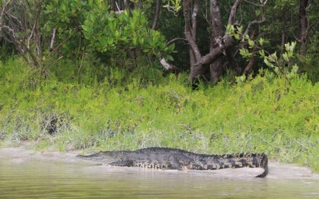 Holbox mangrove kayak tour photo 13