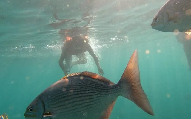 Paddle et snorkeling au paradis de Mismaloya photo 2