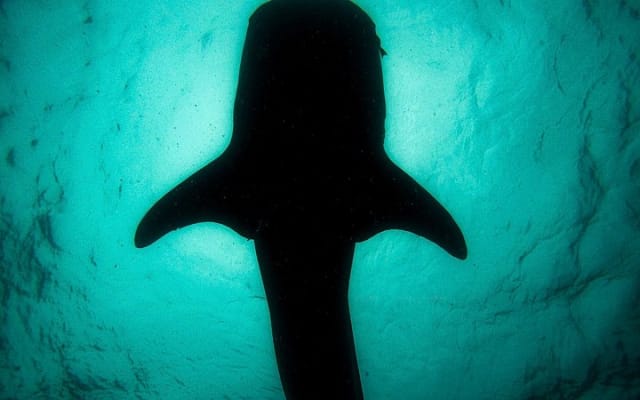 Whale Shark & Sea Lion Snorkeling Picnic at Espiritu Santo Island photo 3