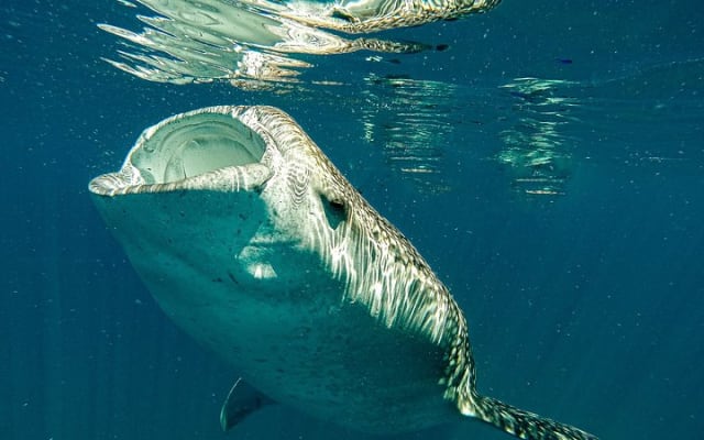 Whale Shark & Sea Lion Snorkeling Picnic at Espiritu Santo Island photo 5