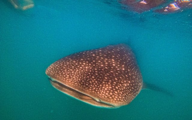 Whale Shark & Sea Lion Snorkeling Picnic at Espiritu Santo Island photo 7